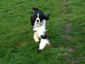 Vita,spaniels heeling 001