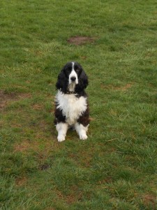 Vita,spaniels heeling 002