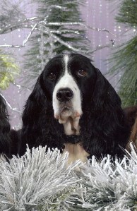 Xmas 2012 smaller 001 (2)