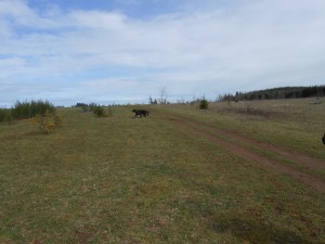 Gael field March 2013 001