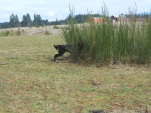 Gael field March 2013 005