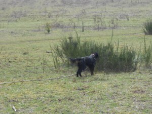 Gael field March 2013 007