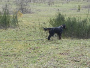 Gael field March 2013 008