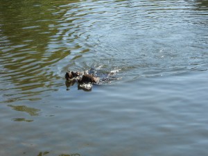 That Gordon bitch has my ball!