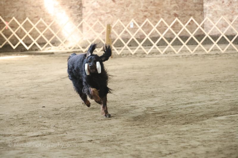 Gael low res for Pictorial